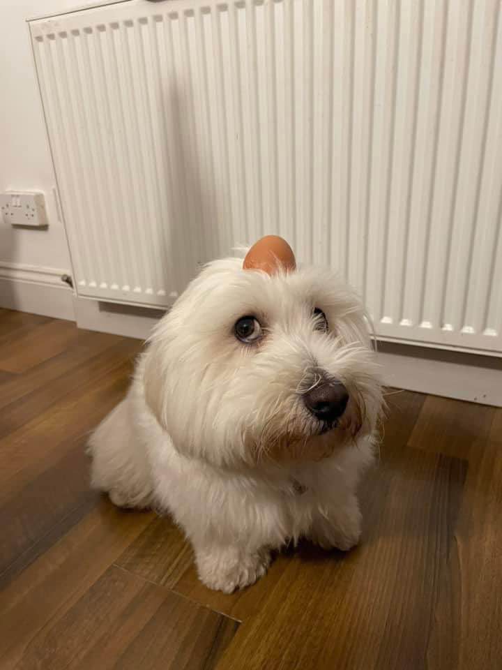 GWI0KZ6XMAAfYjX.jpg
