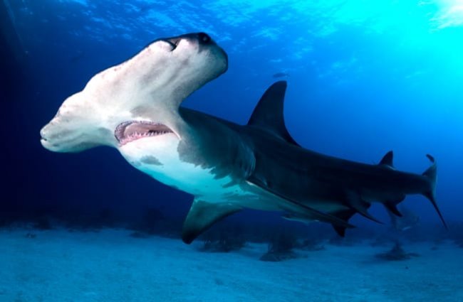 Hammerhead-Shark-5-650x425.jpg