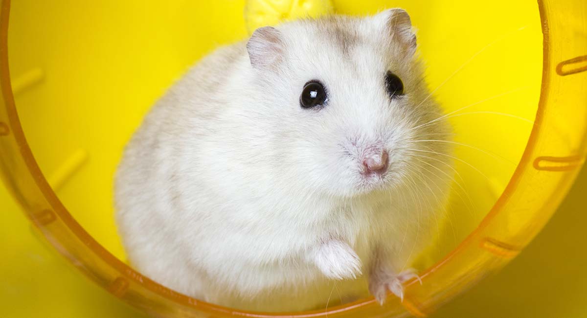 hamster.jpg