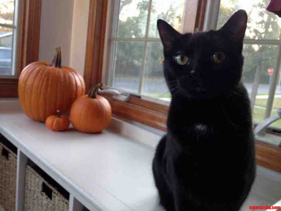 Having-a-black-cat-makes-halloween-more-fun..jpg