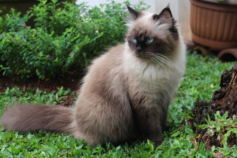 himalayan-cat-on-the-grass_Catursari-Shutterstock.jpg