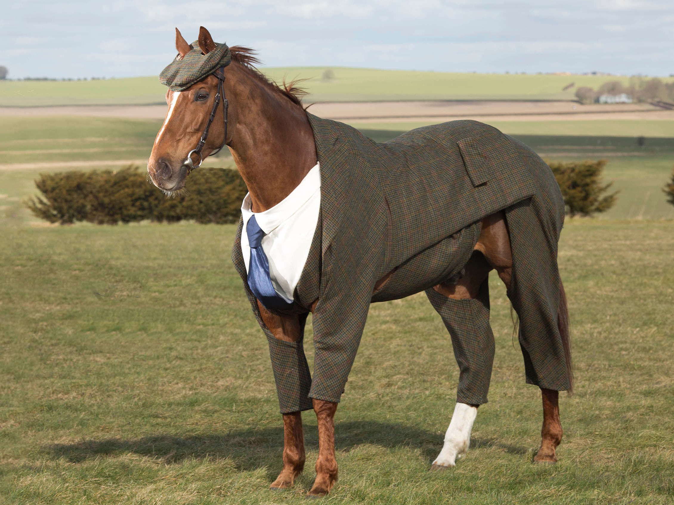 horseinsuit2.jpg