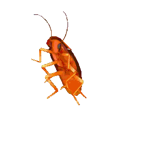 IMG_0082.gif