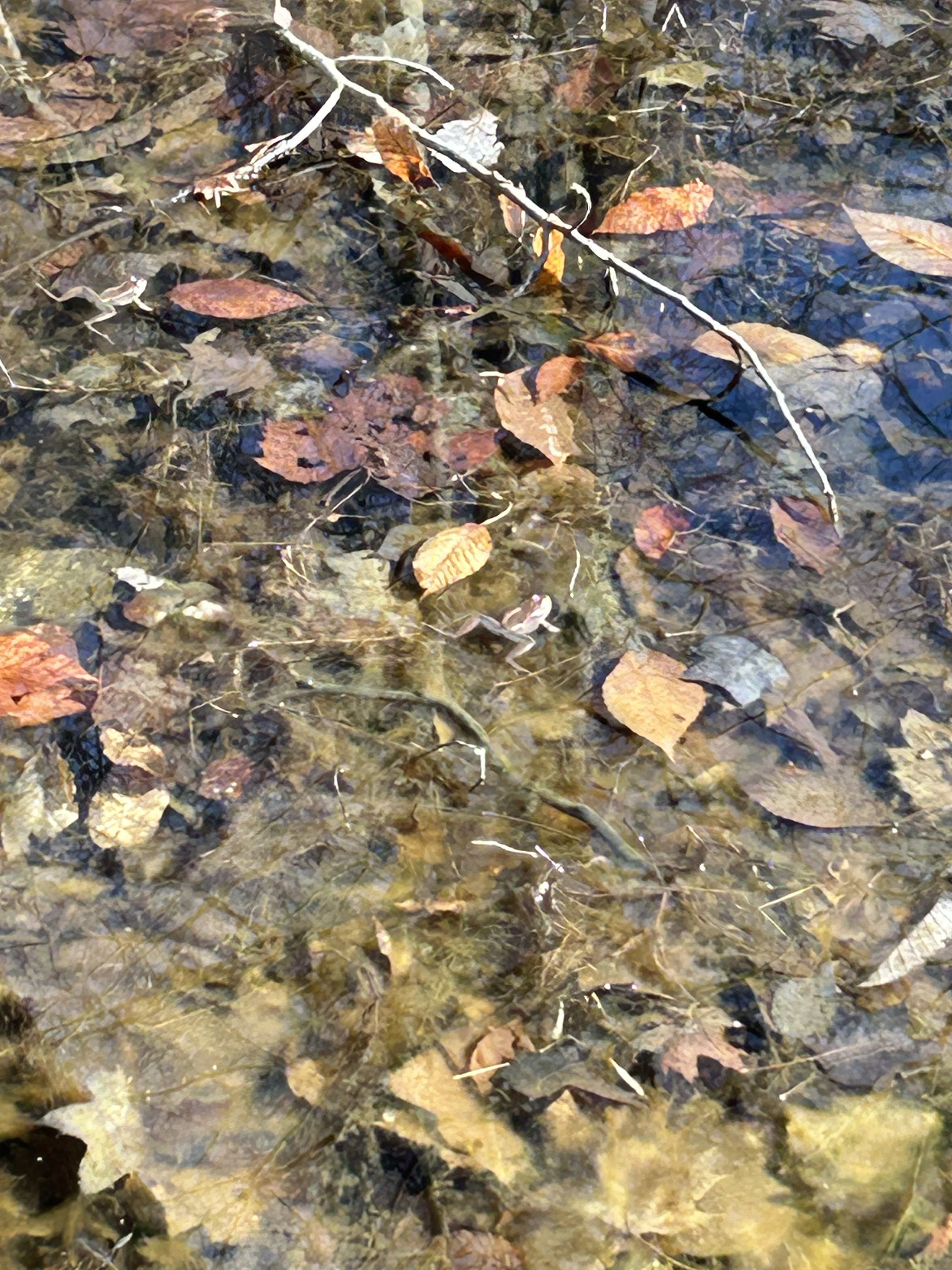 IMG_1227.jpeg