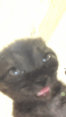 IMG_1529.gif