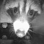 IMG_2118.jpeg
