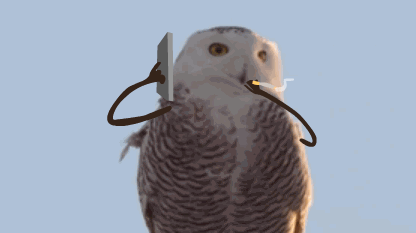 IMG_2970.gif