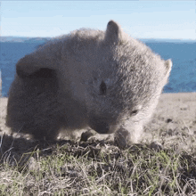 IMG_8921.gif