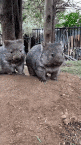 IMG_9373.gif