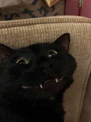 iv5udvgawgl71.jpg