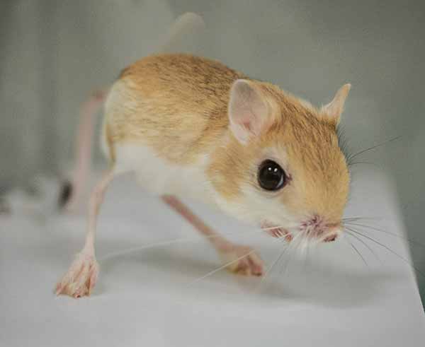 jerboa2-151008.jpg