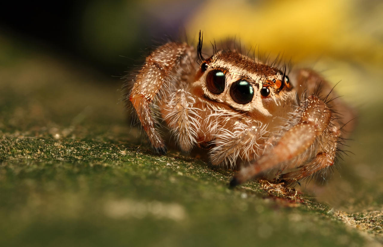 jumping_spider_10_by_macrojunkie_d233a6y-fullview.jpg