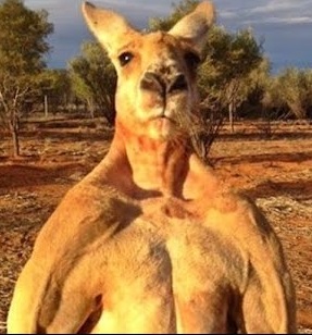 kangaroo.jpg