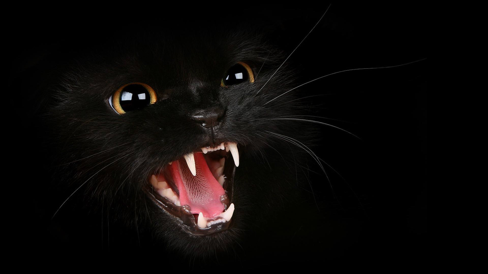 kedi.jpg