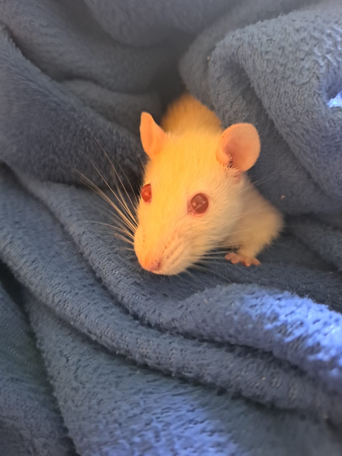 Kiki no cobertor azul.jpeg