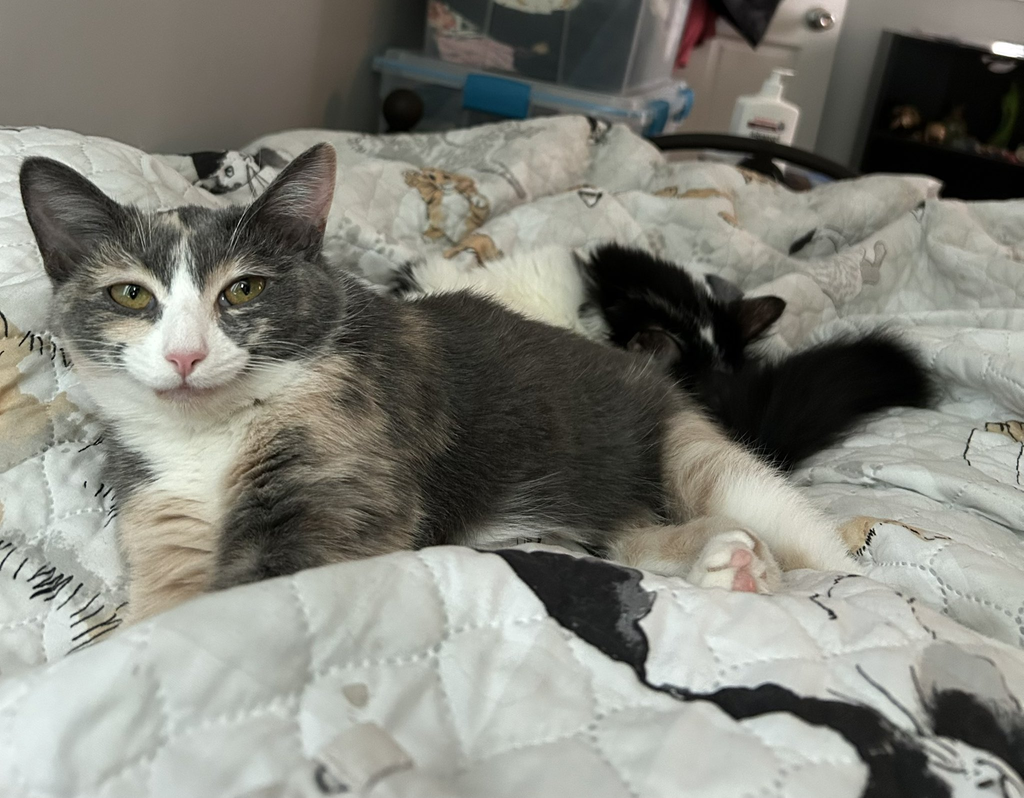 kittycat smirk.png