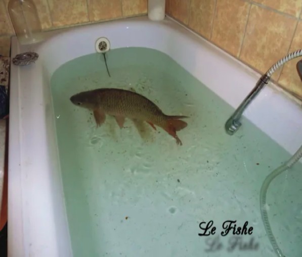 le fishe.jpg