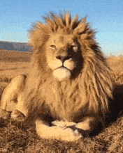 leone.gif