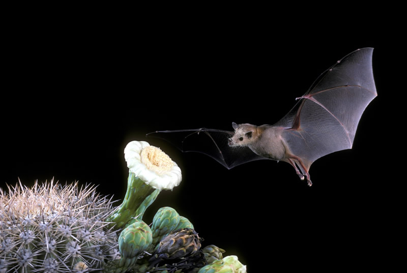 lesser_long-nosed_bat_lg1.jpg