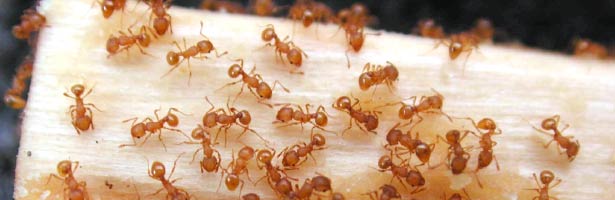 littlefireant1.jpg