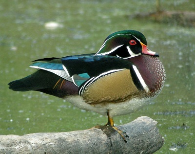 male-wood-duck.jpg