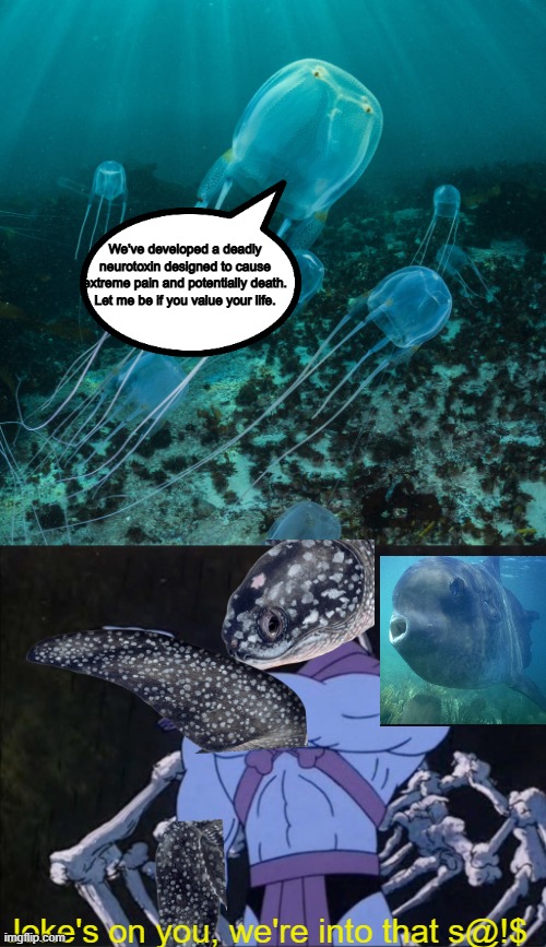 Meme de tortuga marina.jpg