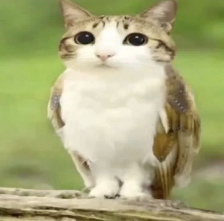 meowl.png