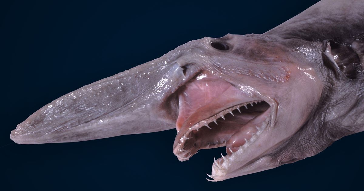 mitsukurina-owstoni-goblin-shark-registration-no-a-24744-180056-large_2_copy.jpg