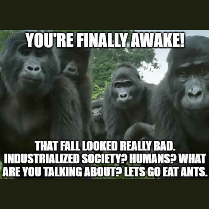 monke.jpg