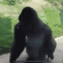 monkey.gif