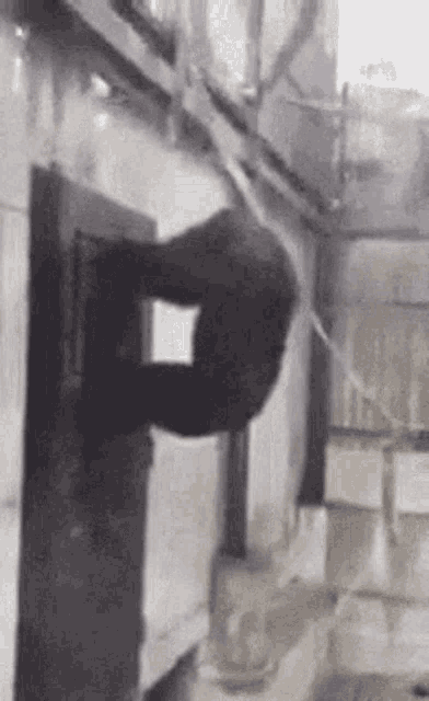 monkey.gif