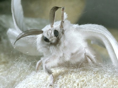 moth waving.jpg