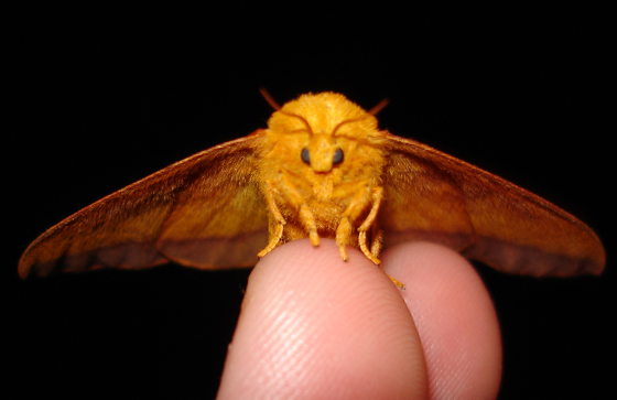 moth1.jpg