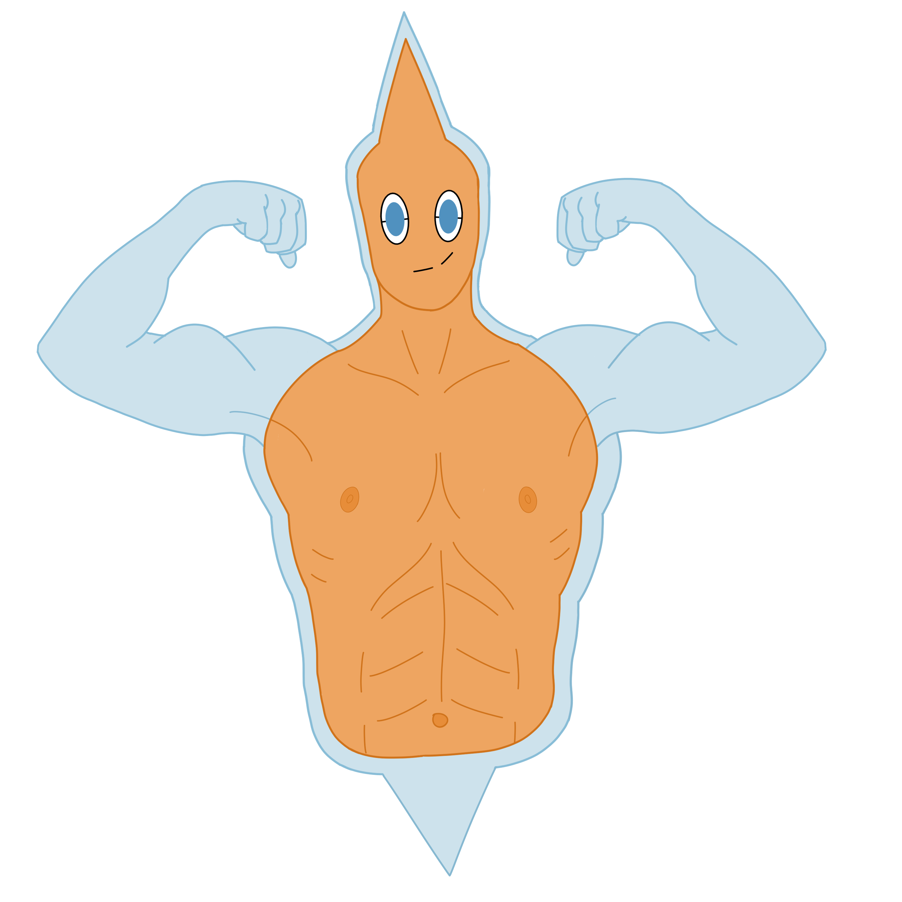 muscularrotom.png