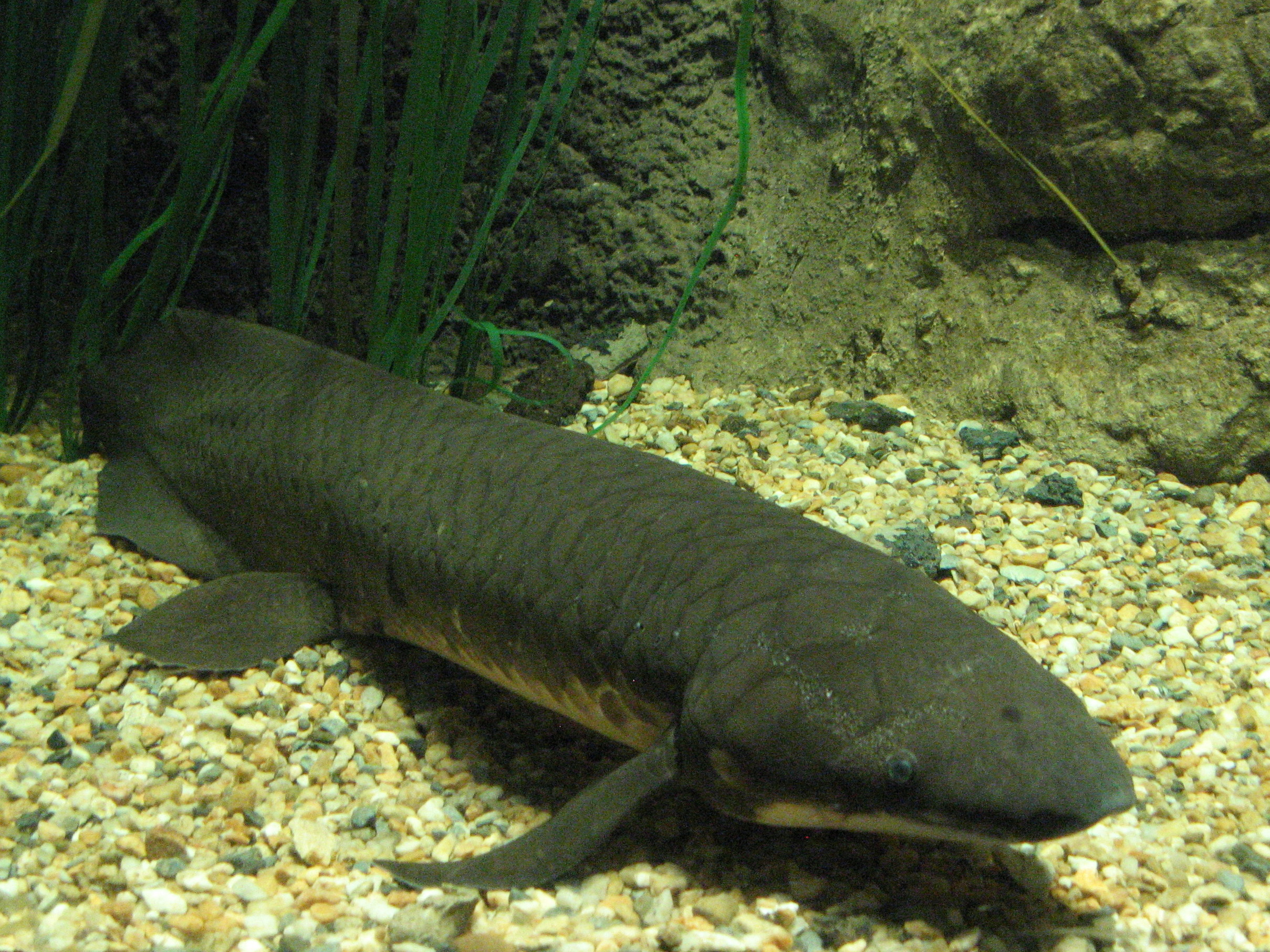 Neoceratodus_forsteri,_2014-09-19.jpg