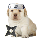 ninjadog.png