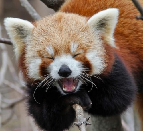 panda.jpg