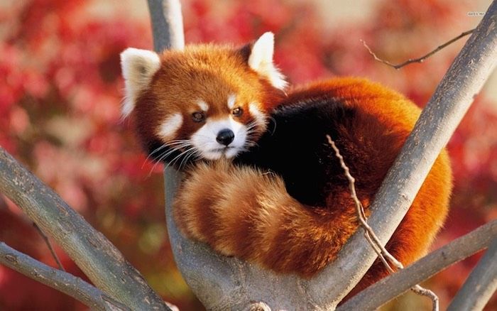 panda-rojo-4.jpg