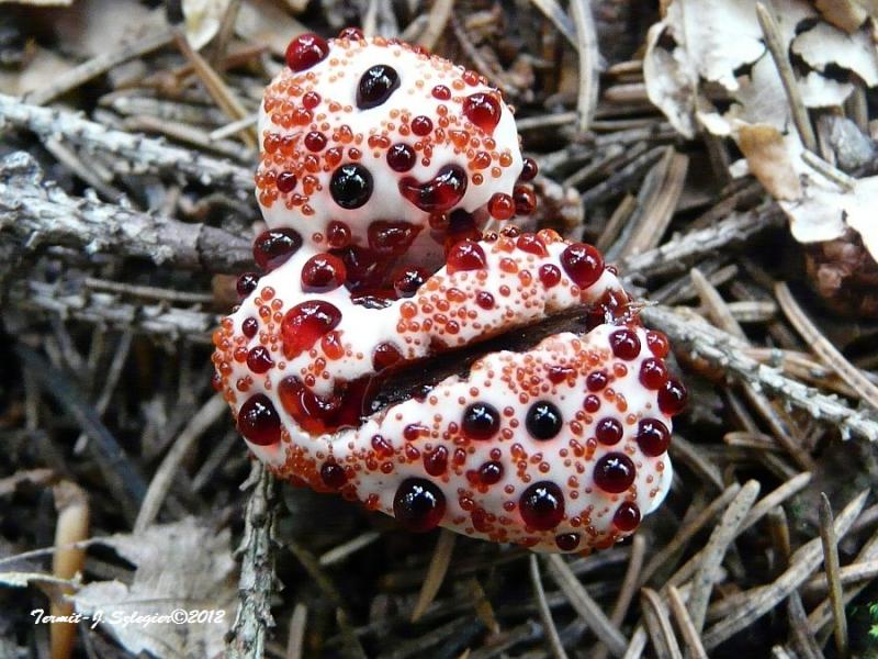peckii.jpg