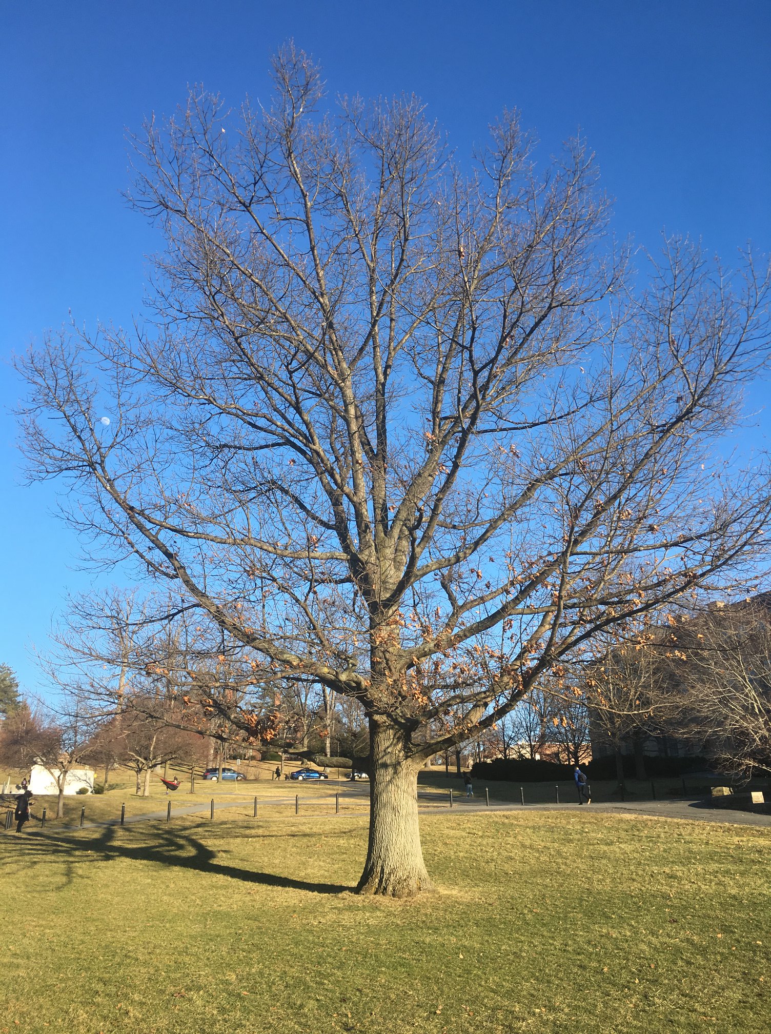 Photo-1-Dec-Tree.jpg