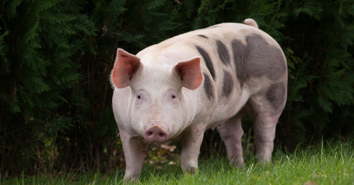 pig-7.jpg