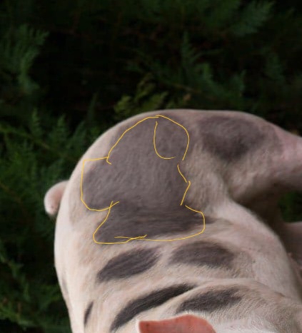 pig-7.jpg