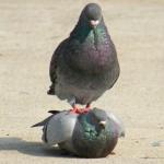 pigeons.jpg
