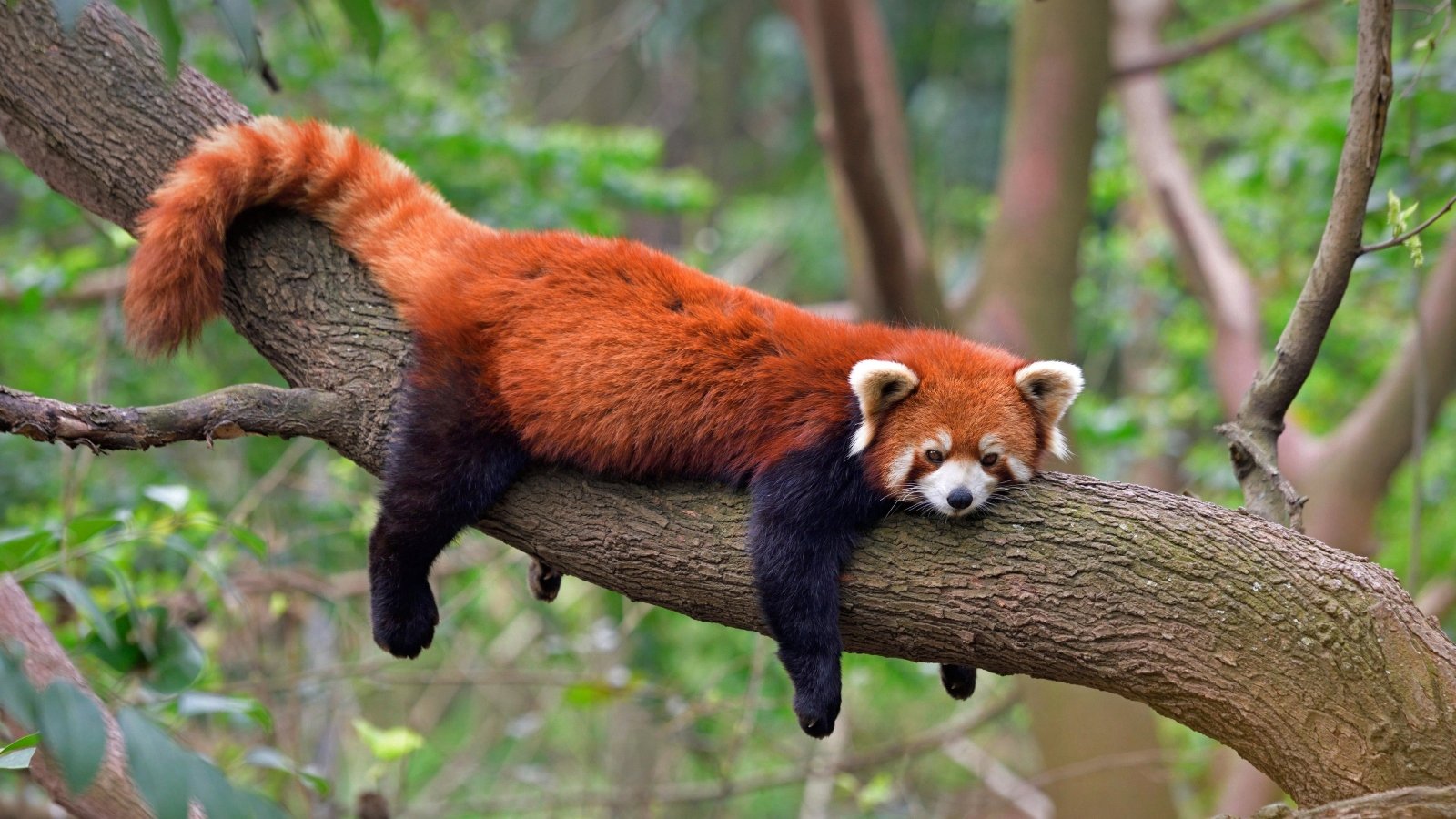 plant-based-news-red-panda-extinction.jpg