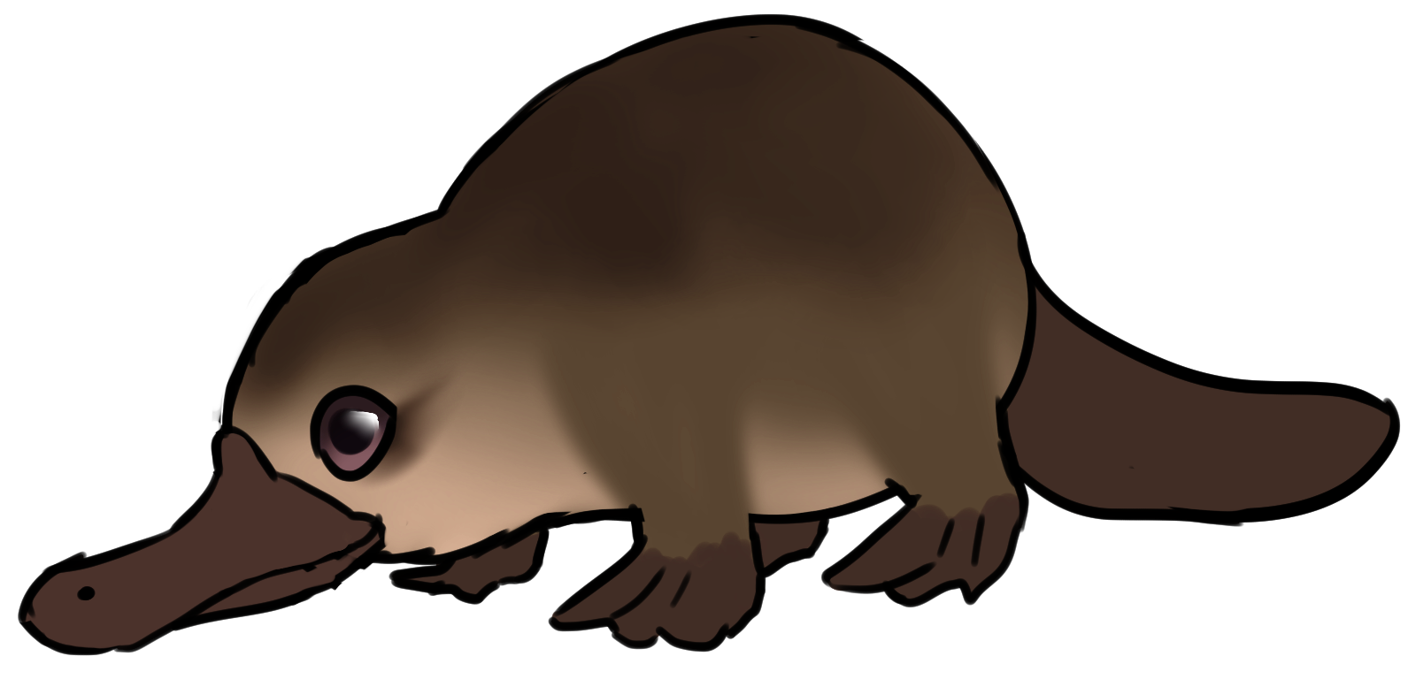 platylpus.png