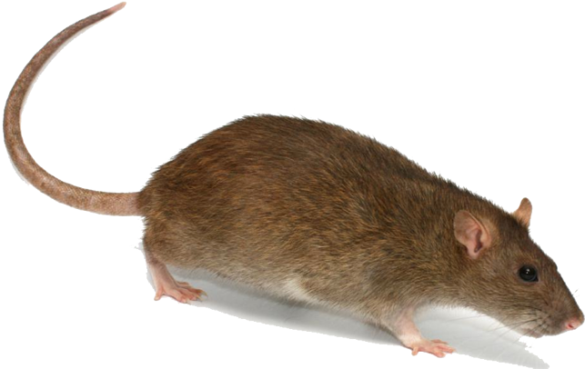 pngkey.com-rat-png-229589.png