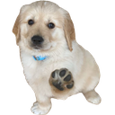 pupR.png