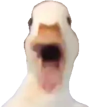 quack!.png
