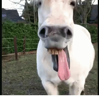 R (3).gif