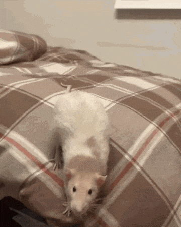 rat-attack-rat.gif